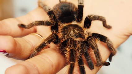 في خلقه شؤون الموسم الأول الحلقة 7