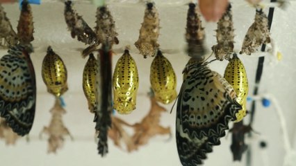 في خلقه شؤون الموسم الأول الحلقة 8