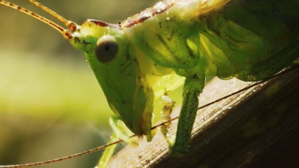 في خلقه شؤون الموسم الأول الحلقة 10