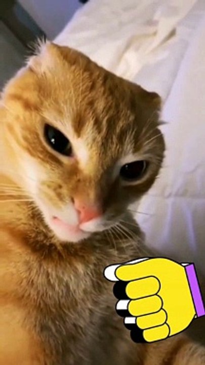 Cat Taking Selfie #kids #Cat #Dog #Child #Funny Moment #Funny Animal