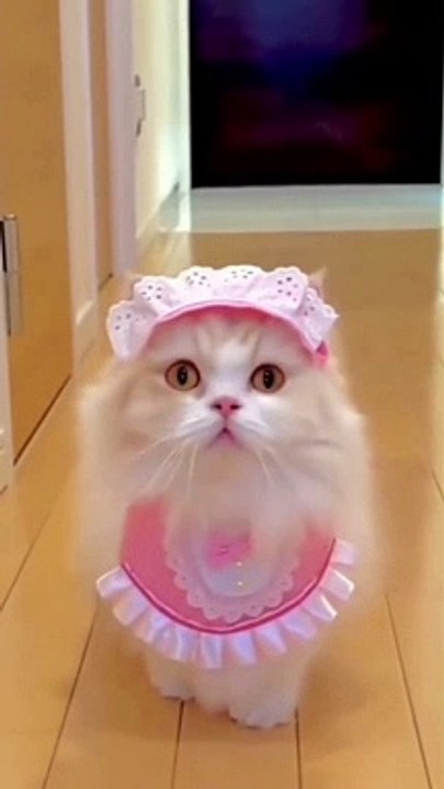Funny Pink CAT #kids #Cat #Dog #Child #Funny Moment #Funny Animal