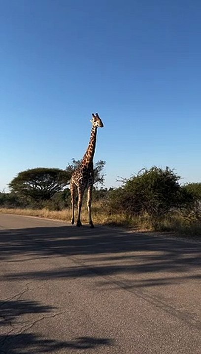 Majestic Giraffe Casually Strolls by Car