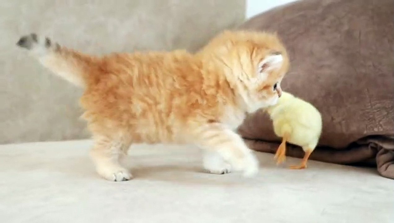 baby cat