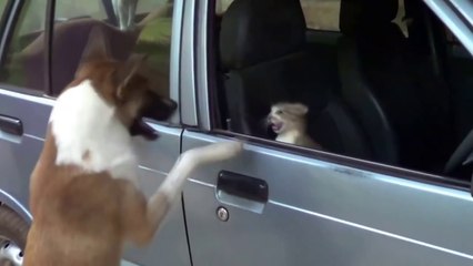 Angry Cats VS Dogs Funny Compilation 2022