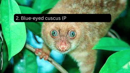 Rare & Native Animals from the Maluku Islands