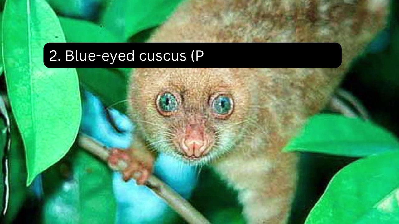 Rare & Native Animals from the Maluku Islands