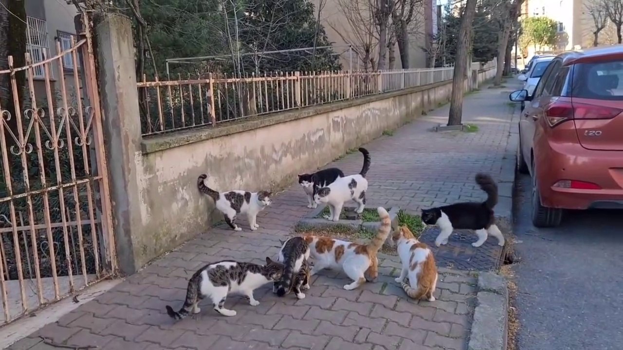 8 Male Cats chasing the Female Cat want to have the female cat by force