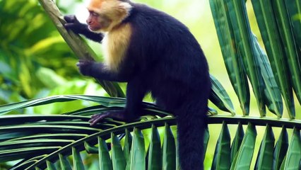 4K Ultra HD Wild Animal