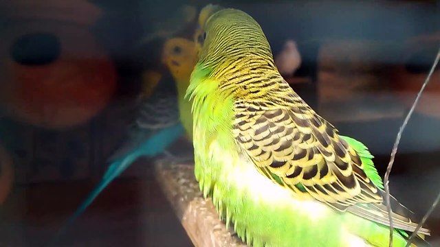 Budgies birds Australian parrot rang birange bajari Tota /chhote se gauge mein bajari tota paalne ki shuruaat kaise karen