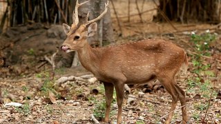 Saiga antelope (artiodactyla)