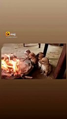 #baap re baap yah Sardi