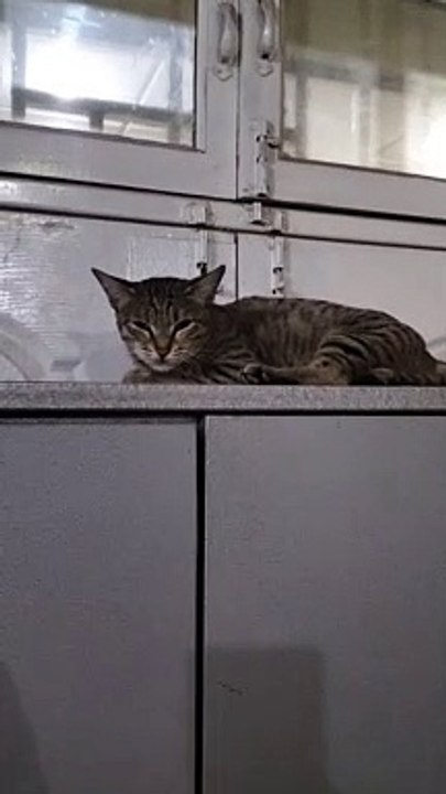 cat .