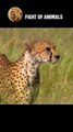 Cold Blooded Predator Dramatic Chase Between Leopards and Wild Deer #animals #leopard #deer