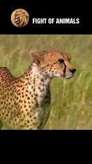 Cold Blooded Predator Dramatic Chase Between Leopards and Wild Deer #animals #leopard #deer