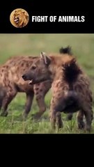 The Revenge Of The Hyena With The Lion King   Animals Fight #shorts #animals #lion #hyena