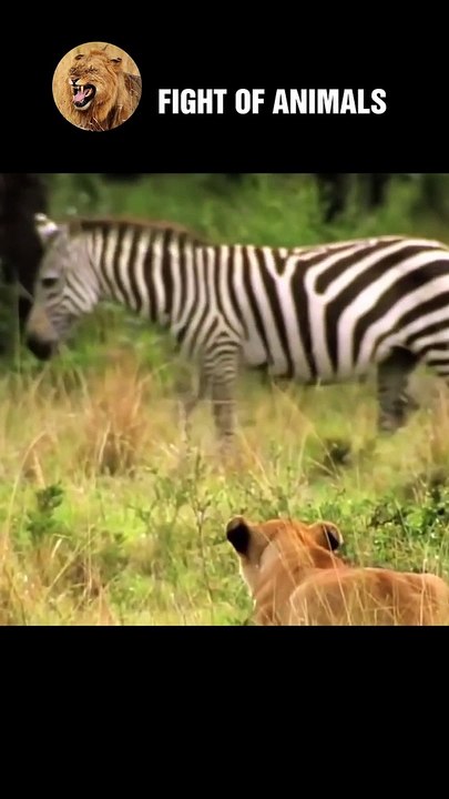 Scary Lion Hunting and Killing Newborn Zebras   Animals Fight #shorts #animals #lion #Zebra