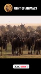 Stupid Wildebeest, turn yourself into a delicious meal for Crocodiles   Animals Fight