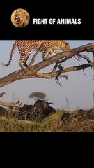 Wild Buffalo Crazy Threatens Life Leopard   Animals Fight #shorts #leopard #buffalo #animals