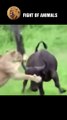 Brave Forest Buffalo Takes Lion's Life   Animals Fight #shorts #buffalo #lion #animals
