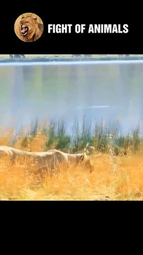 Lion Kills Zebra With Lightning Fast Animals Fight #shorts #animals #lion #zebra