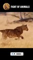 Shock The Moment Courageous Wild Dogs Defeat the Lion King   Animals Fight