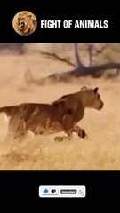 Shock The Moment Courageous Wild Dogs Defeat the Lion King   Animals Fight