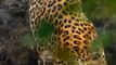 Leopard Assassin's Wild Boar Hunting Skills   Animals Fight #shorts #animals #leopard #wildboar