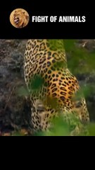 Leopard Assassin's Wild Boar Hunting Skills   Animals Fight #shorts #animals #leopard #wildboar