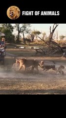 Moment Desperate Wild Dog Confronts Lions And The End   Animals Fight