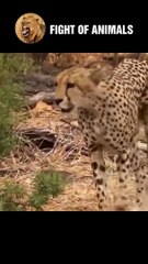 Shock ❗❗❗❗ Baby Deer Lost His Life By Ferocious Leopards   Animals Fight