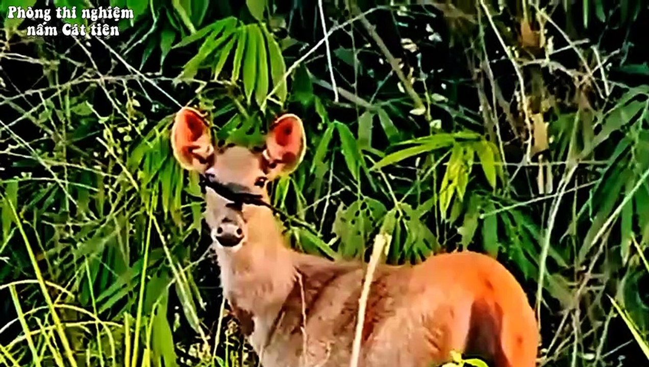 Nai sambar ở Vườn quốc gia Cát Tiên. Sambar deer in Cat Tien National Park.