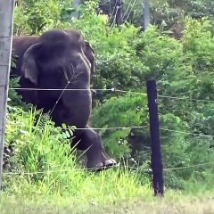 அறிவுப்பூர்வமாக யோசித்து மின் வேலியை தாண்டி சென்ற யானை