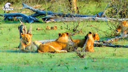 30 Scary Moments When Big Cats And Animals Get Injured   The Hawk (2)