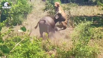 50 Moments Of Lion Near Death......... - Animal Fights  The Hawk (2)
