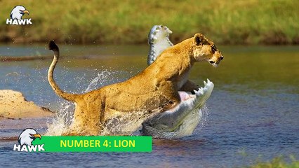 5 Scary Moments When Big Cats Face Crocodiles   The Hawk (2)