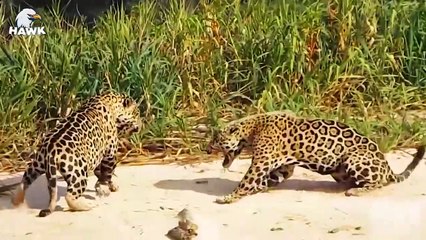 7 Brutal Times When Big Cats Fight With Their Own Kind   The Hawk (2)