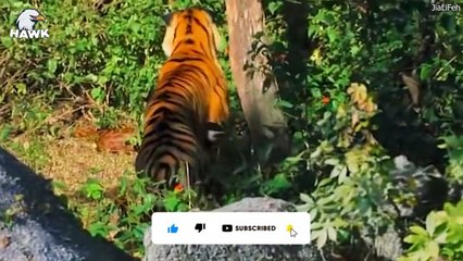 5 Scary Moments When Big Cat Face Giant Python Caught On Camera   The Hawk (2)