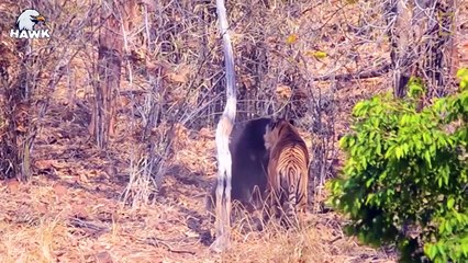 Scary Moment When Big Cats Face the Bear Caught on Camera   The Hawk (2)