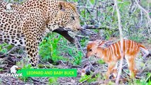 7 Crazy Moments When Big Cats Become Babysitters   The Hawk (2)