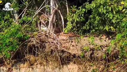 30 Scary Moments When Crocodiles Become Prey ............... (2)