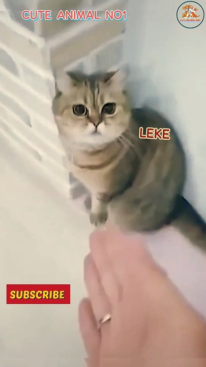 funny cat video short  funny cat videos cat videos funny videos #shorts #ytshorts #shortsfeed