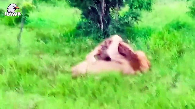 7 Scareful Moments When Big Cats And Animals Only Have Three Legs (2)