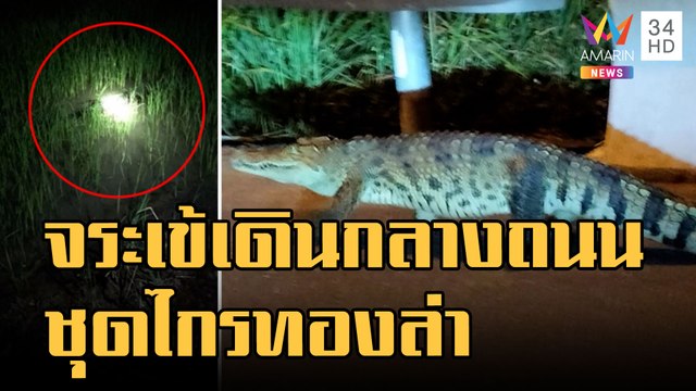 จระเข้หลุดเดินบนนถนนวิ่งหนีลงทุ่งนา | ข่าวเที่ยงอมรินทร์ | 21 พ.ย.65