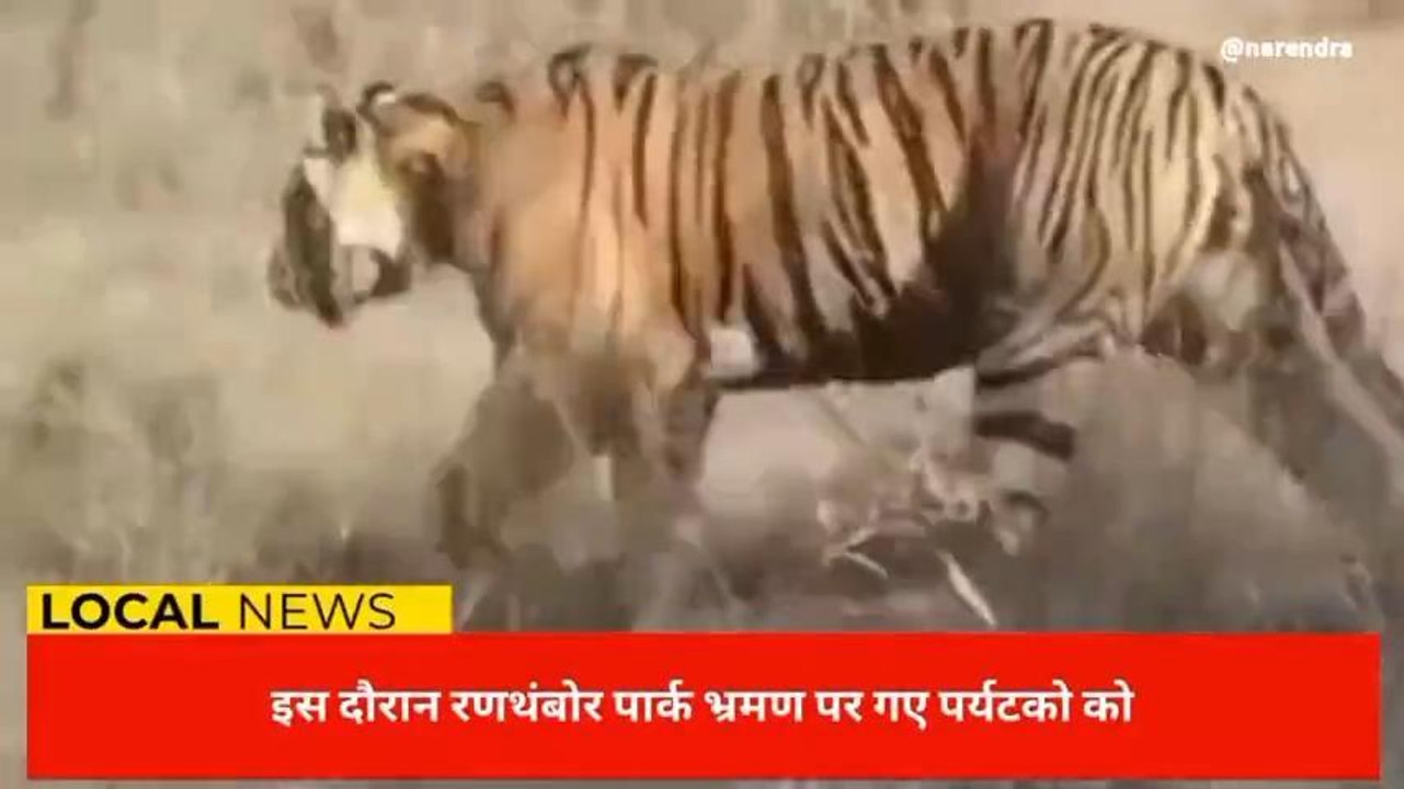 सवाईमाधोपुरःपर्यटकों ने देखी शावकों की अठखेलियां,देखिए ये खास खबर