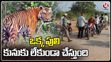 Public Live In Fear With Tiger Roaming In Villages | Asifabad | V6 News