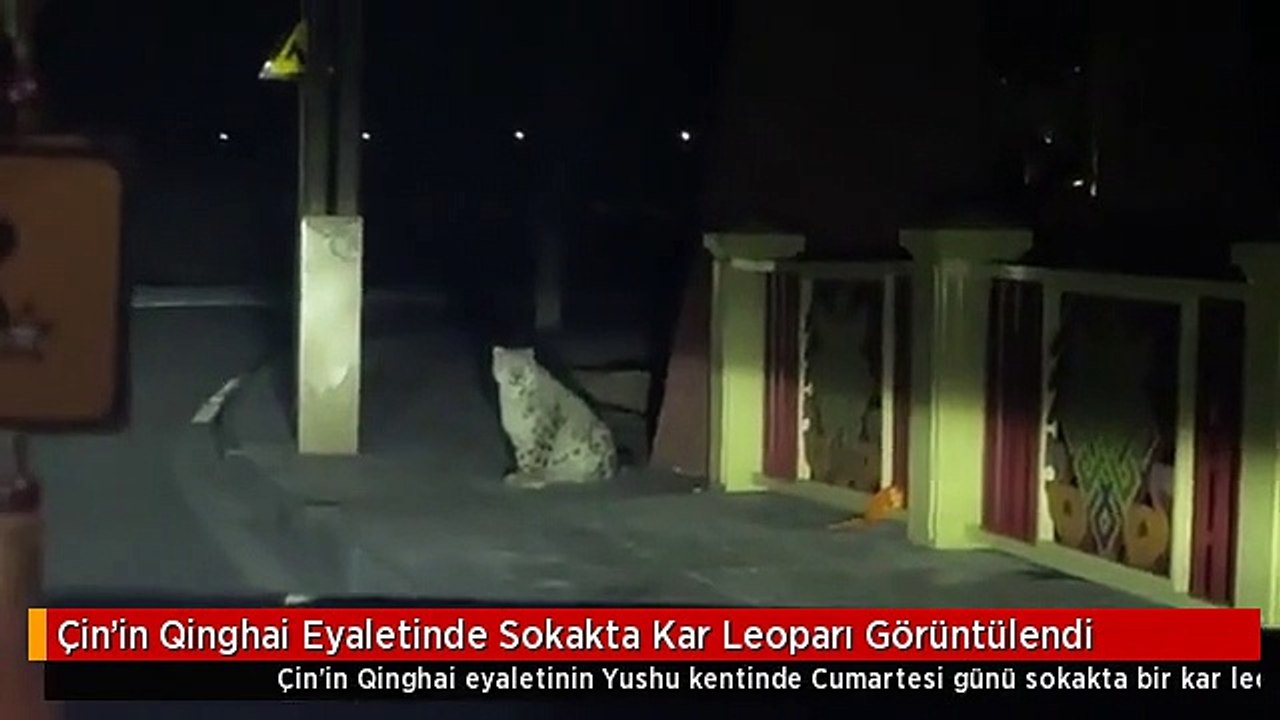 Çin'in Qinghai Eyaletinde Sokakta Kar Leoparı Görüntülendi