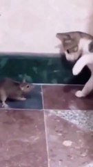 Funny Animals  Events with Animal reactions | shorts