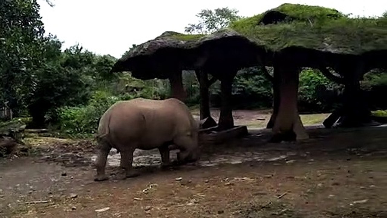 RHINO AND ELEPHANT