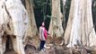 Những cây bằng lăng cổ thụ tuyệt đẹp ở Vườn quốc gia Cát tiên