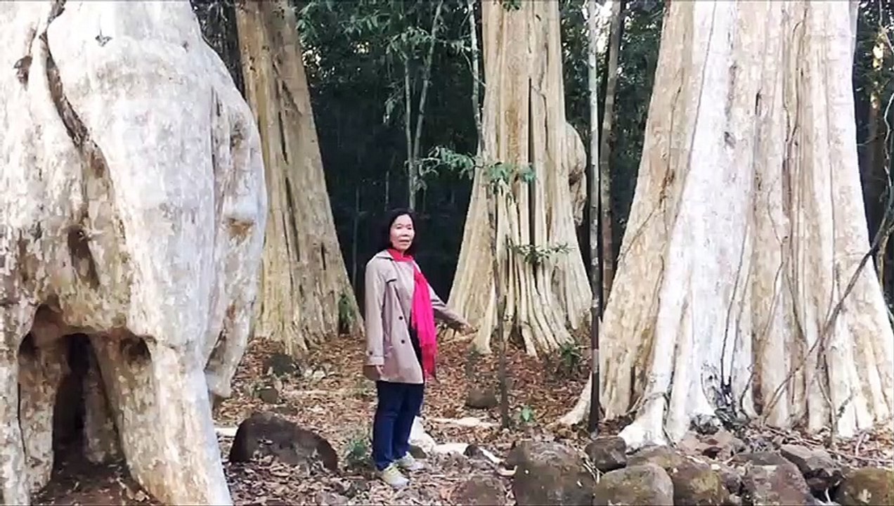 Những cây bằng lăng cổ thụ tuyệt đẹp ở Vườn quốc gia Cát tiên